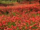 Animali e fiori