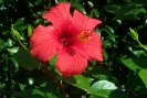 Animali e fiori